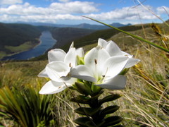 Veronica macrantha brachyphylla