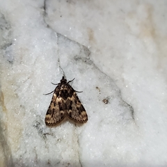 Aglossa disciferalis