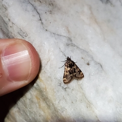 Aglossa disciferalis