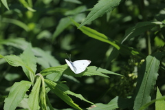 Pieris rapae