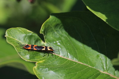 Oncopeltus fasciatus