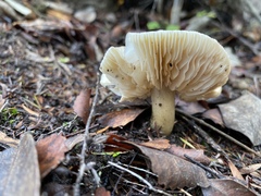 Tricholoma viridiolivaceum