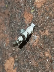 Argyresthia austerella