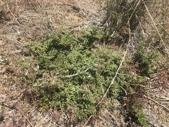 Tauschia parishii