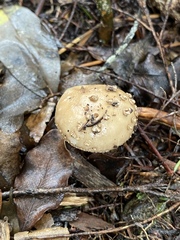 Amanita australis