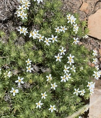 Leptosiphon nuttallii pubescens