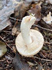 Amanita australis