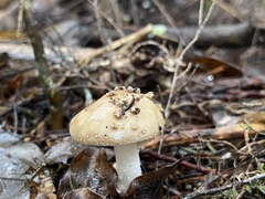 Amanita australis