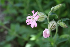 Melandrium