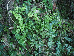 Pteris saxatilis