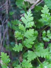 Pteris saxatilis