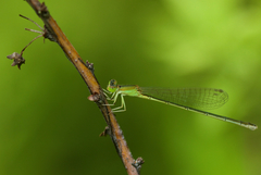 Ischnura asiatica