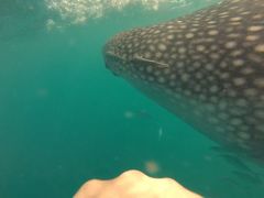 Whale Shark
