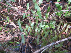 Blechnum novae-zelandiae