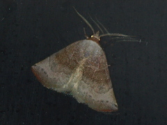 Mataeomera mesotaenia