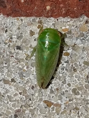 Hyalojassini