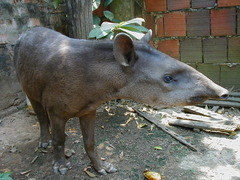 Tapirus