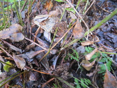 Blechnum novae-zelandiae