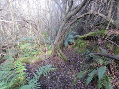 Blechnum novae-zelandiae