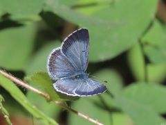 Echo Azure