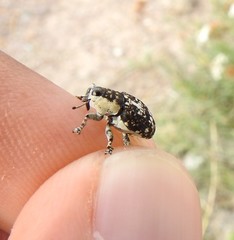 Peltophorus polymitus