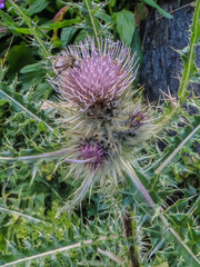 Cirsium eatonii