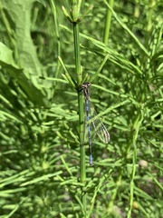 Coenagrion resolutum
