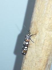 Cydosia curvinella
