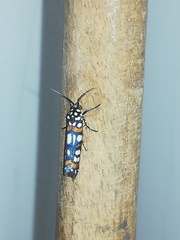 Cydosia curvinella