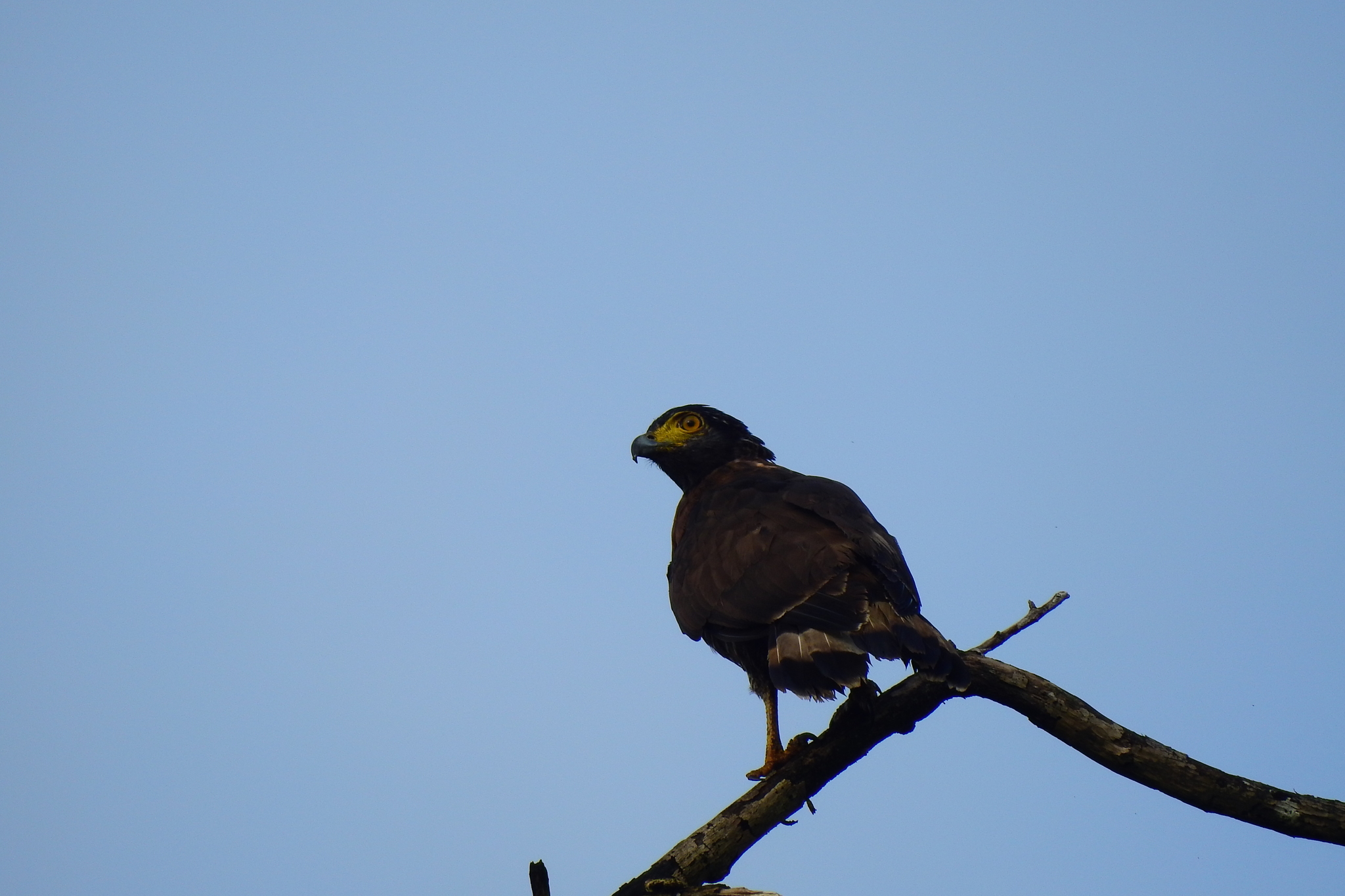 Sulawesi Serpent-Eagle illustration