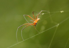 Nephila