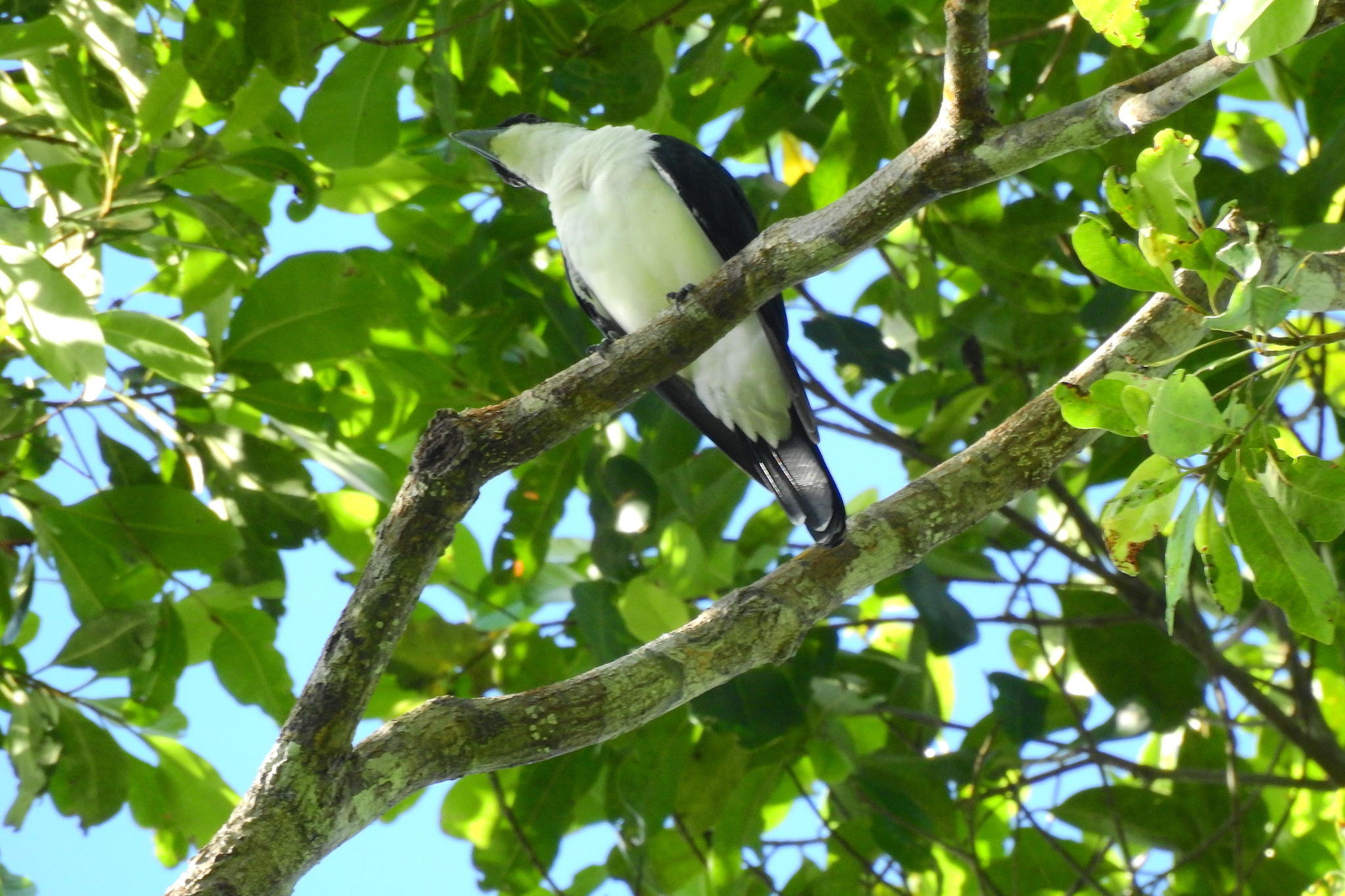 Pied Cuckooshrike (Coracina bicolor), photo 1