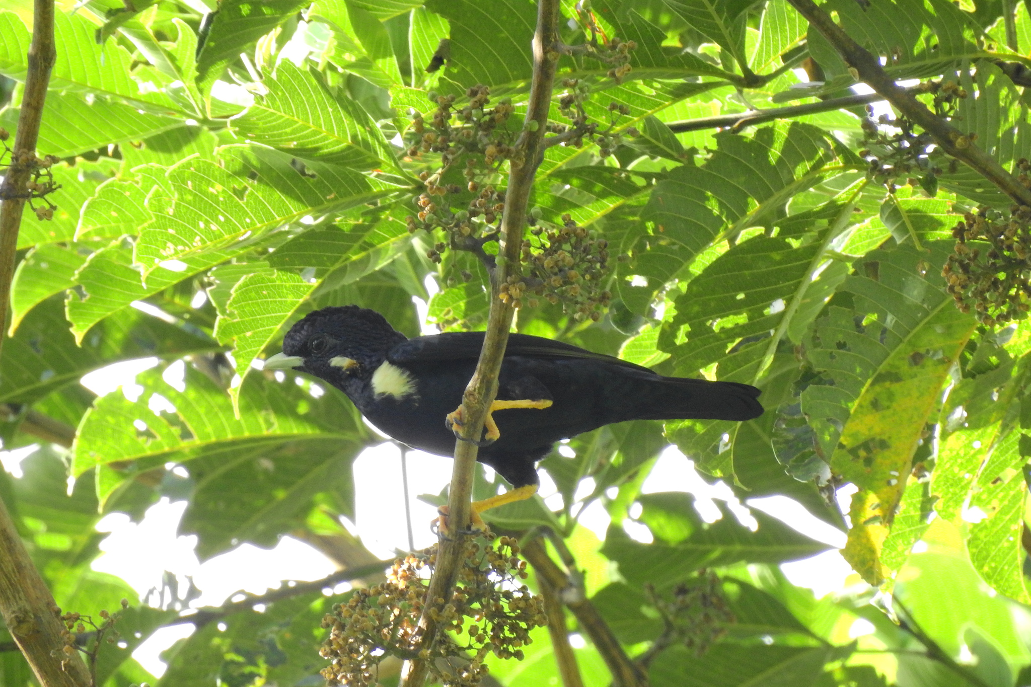 Sulawesi Myna (Basilornis celebensis), photo 5
