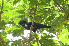 Sulawesi Myna photo 2