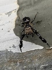 Harmochirus insulanus