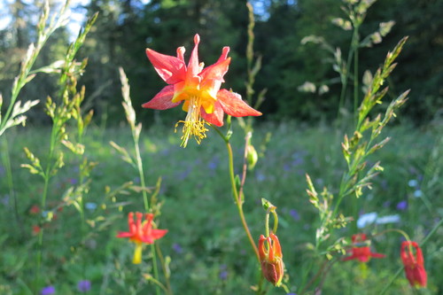 Aquilegia formosa
