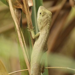 Pseudocalotes microlepis