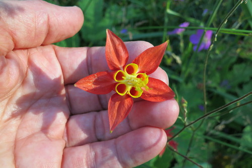 Aquilegia formosa