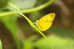 Eurema andersoni