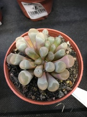 Frithia