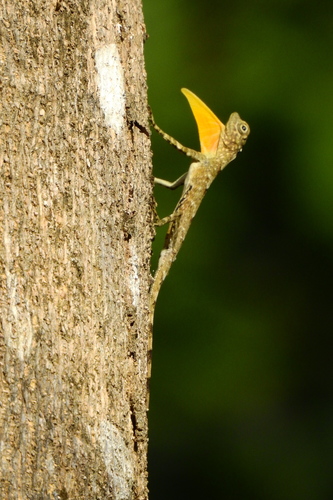 Sulawesi Lined Gliding Lizard