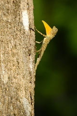 Sulawesi Lined Gliding Lizard photo 3