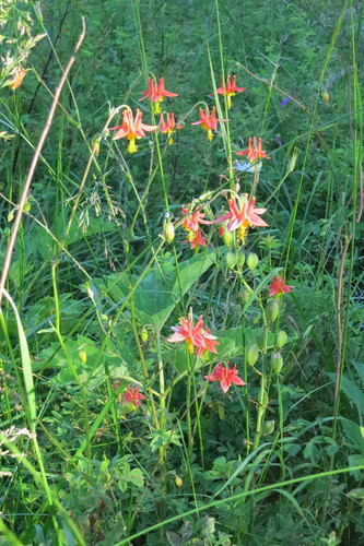 Aquilegia formosa