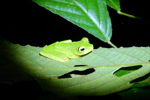Celebes Flying Frog, Rhacophorus edentulus