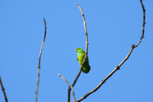 Pygmy Hanging Parrot (Loriculus exilis), photo 10
