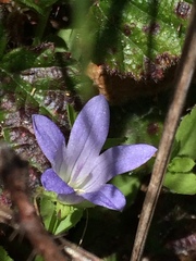 Campanula californica