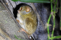 Spectral Tarsier photo 1
