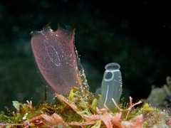 Rhopalaea