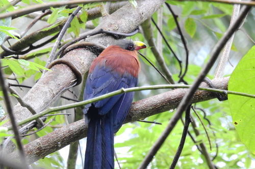 Yellow-billed Malkoha (Rhamphococcyx calyorhynchus), photo 8
