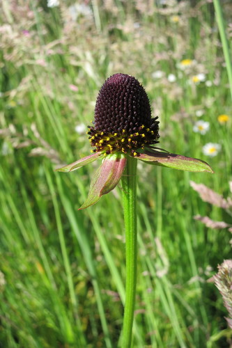 Western Coneflower